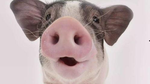 猪吃梨瓜照片,趣味瞬间捕捉