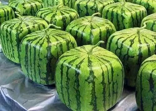 吃瓜变成瓜,揭秘瓜文化演变之旅