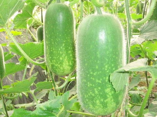 波波吃瓜视频大全,揭秘娱乐圈幕后故事