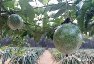 三水老师吃瓜,揭秘校园八卦背后的真相