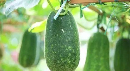 鲜了瓜怎么吃,鲜了瓜的多样食用指南