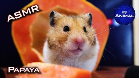 可爱的仓鼠吃瓜,萌态十足引网友爆笑