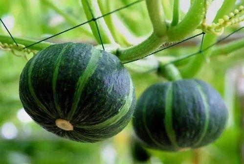 蒙城八中吃瓜,揭秘校园里的“瓜田”风云