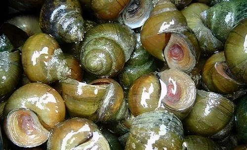 吃田螺可以吃白瓜吗