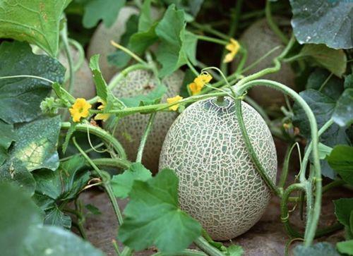 醒酒吃哈密瓜,哈密瓜助您尽享美好时光