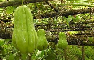 乡下聚集吃瓜,聚集吃瓜，共享乡村欢乐时光