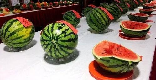 吃瓜群众西瓜大赛,吃瓜群众西瓜大赛精彩瞬间大盘点