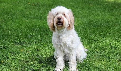 水瓜能给狗吃,狗狗健康饮食中的天然佳品